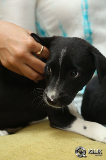 Anushka-at-Blue-Cross-Pet-Carnival-2014